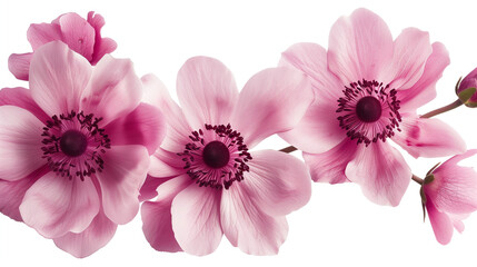 Fototapeta premium fresh pink flowers, isolated on white background