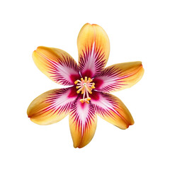 flower in yellow and purple