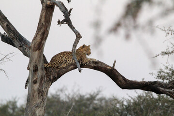 Leopard in Tree