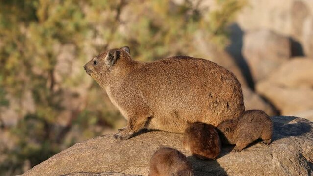 A rock hyrax (Procavia capensis) with small pups basking on a rock, Augrabies Falls National Park, South Africa
