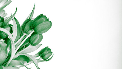 Bouquet of spring tulips in green colors