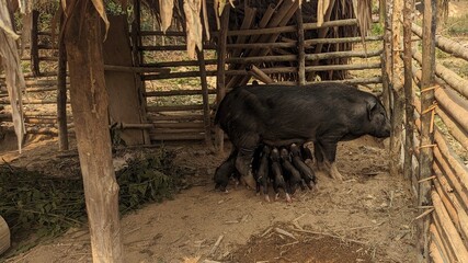 pig breastfeed in the farm