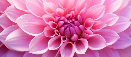 Pink bloom with a prominent and sizable center surrounded by delicate petals in a vibrant botanical setting - Powered by Adobe