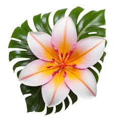 a flower with a yellow and pink flower.