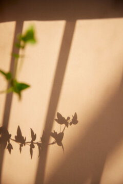 A sunny window and the shadow of a plant that can be used as a design background.