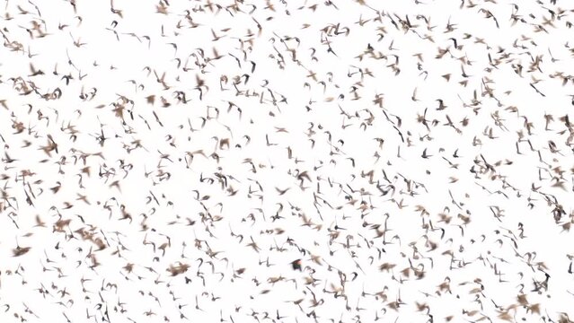 birds murmuring in large flock as they fly upstream and downstream together with starlings and red winged blackbirds comprising the flock