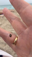 Ladybird on a woman’s finger against a background of the beach