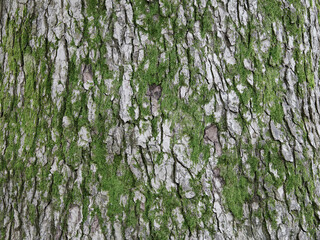Close-up of the old rough bark of a spruce with moss. Natural textured background.