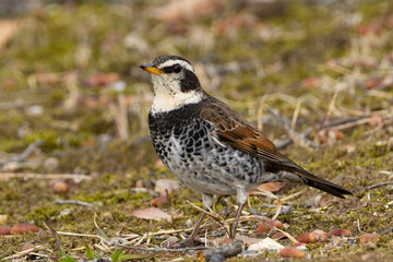 地面の虫を探すツグミ