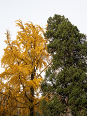 Golden ginkgo in autumn