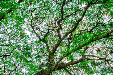 Fototapeta premium Mixed forest, green deciduous trees The rich natural ecosystem of the rainforest concept is about conservation and natural reforestation.