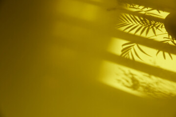 Fototapeta na wymiar A sunny window and the shadow of a plant that can be used as a design background.