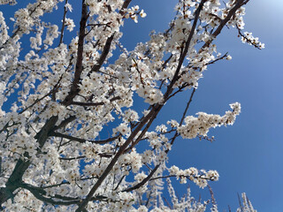 cherry tree blossom