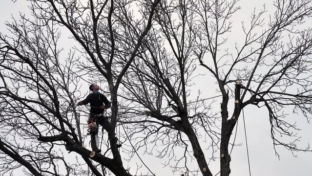 A person, man, arborist is chopping and cutting a tree in front of a house under the cloudy winter sky, altering the natural landscap