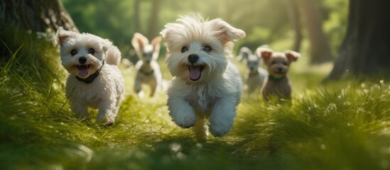 A group of tiny dogs of various breeds happily playing and running through the lush green grass field