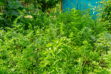 Carrots growing in the beds. Sprouting of plants in the garden, carrots grows in the bed. Organic agriculture, farming concept