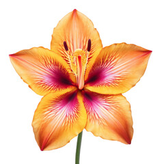 flower in orange and pink