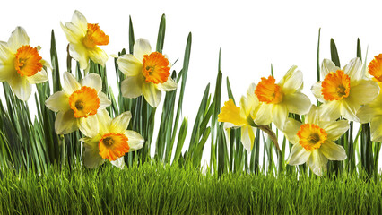 daffodils isolated on transparent background