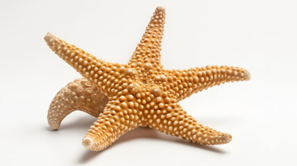 extured starfish isolated on a white background.