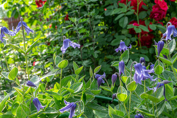 Clematis integrifolia flowers in garden. Blooming Clematis integrifolia flowers of violet color in...
