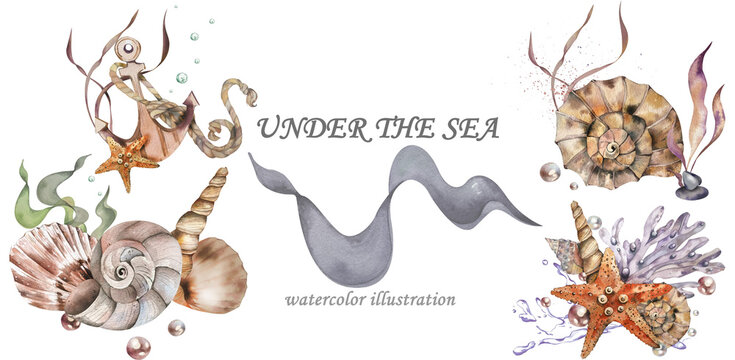 Marine theme. Seashells Starfish Algae Underwater rocks Anchor ropes. Watercolor illustration. design element, decoration of water entertainment places, beaches, business cards, logo travel agencies