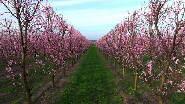 Apricot Trees With Pink Flowers In Bloom In The Orchard. ascending drone shot