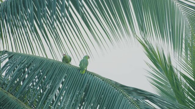 Yellow-Napped Amazon parrots perched on a branch in Costa Rica