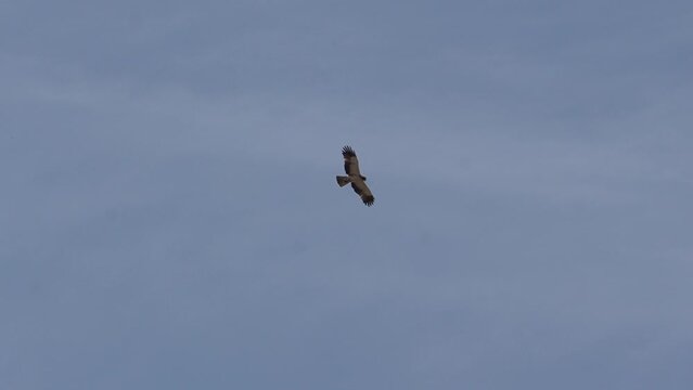 A Egyptian Vulture raptor bird is flying on the sky to look a dead hunt 240fps slow motion