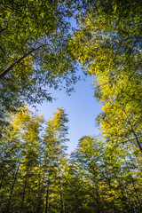 Hongcun Town, Huangshan City-Hongcun Scenery