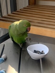 Parakeet perched on a table about to grab a pumpkin seed from a bowl