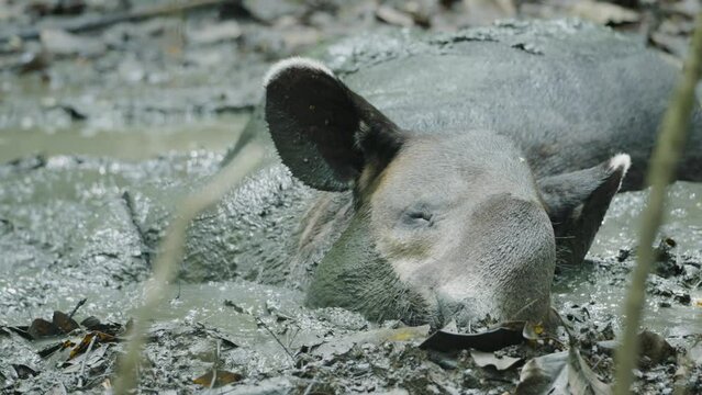 close up of a baird's tapir laying on the rainforest floor and resting at corcovado national park of costa rica