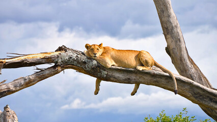 Lioness on tree at Lake Manyara National Park, national park in Tanzania, May 2023 - obrazy, fototapety, plakaty