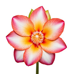 flower in pink, white and orange