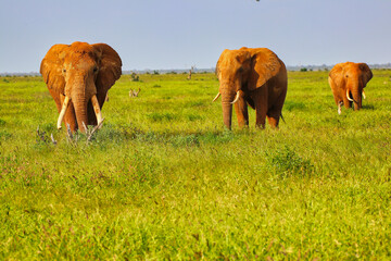 Three majestic adult elephants cross the Savanna at Tsavo East National Park, Kenya, Africa