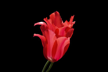 Red tulip flower on a black background.