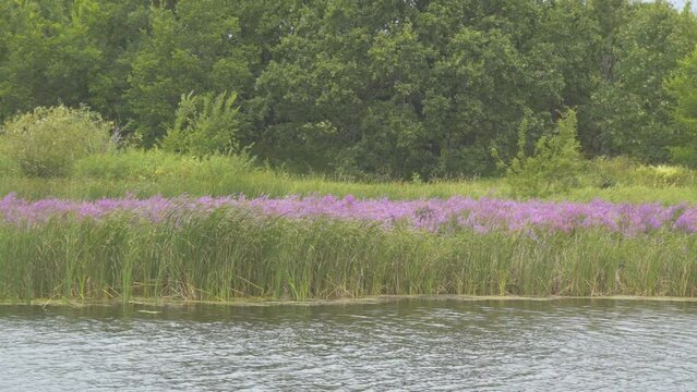 Beautiful purple medicinal flowers on the lake shore. Lythrum Salicaria or Purple Loostrifire. Camera panning
