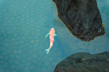 Pond with orange white koi at famous Unesco Word Heritage site Himeji-jo castle with tourists taking photo on a cloudy gray winter day. Photo taken February 1st, 2024, Himeji, Japan.