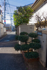 Scenic view of urban road with bonsai plant at Metropolis of Tokyo with cityscape on a sunny winter day. Photo taken January 27th, 2024, Tokyo, Japan.