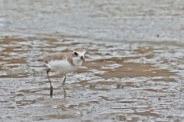 Greater sand plover (Charadrius leschenaultii) searching for food in shorelines