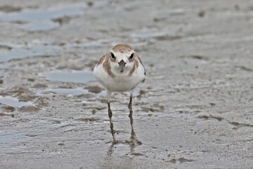 Greater sand plover (Charadrius leschenaultii) stand still looking at camera