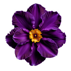 Vibrant Purple Dahlia Flower Isolated on White Background