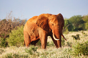 A Fierce red clay coated Tsavo Elephant leads her herd across the game trails at Tsavo East...