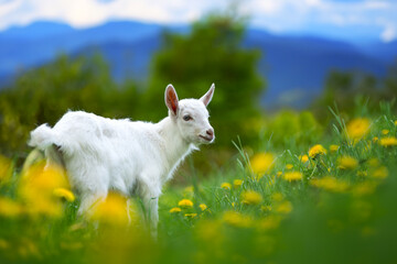 Small white goat stands on lush green field - obrazy, fototapety, plakaty
