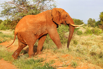 A Deep red coloured Tsavo Elephant coated in the typical Tsavo red clay crosses the game trails at...