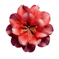 Vibrant Red Amaryllis Flowers on White and transparent Background, closeup and transparent background