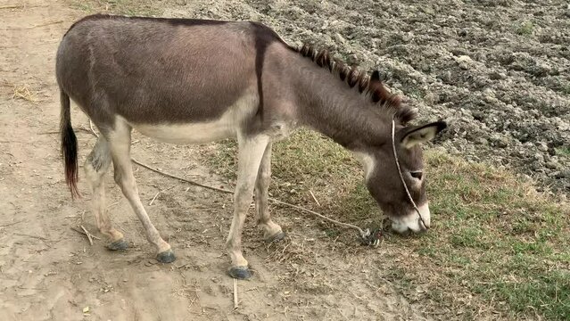 Grazing Donkey. A brown donkey eating grass in a village field. Beautiful 4K Footage.