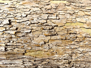 Tree bark beige color background texture. Wooden rough surface, blank cracked tree skin. Copy space