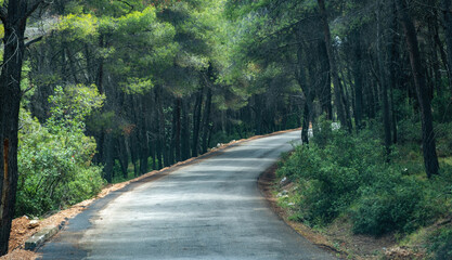 Empty curved asphalt road crossing pine tree forest. Dense fir spruce wood in countryside, nature.