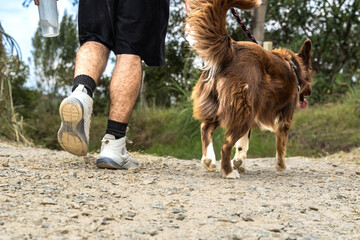 adult mestizo man walking with his border collie dog while resting on the country road