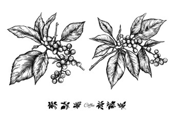 Coffee tree. Branch with leaves and berries. Clip art, set of elements for design Vector illustration. In botanical style